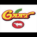 gaay